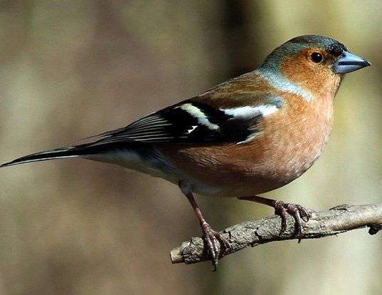 EURASIAN CHAFFINCH LIFE EXPECTANCY