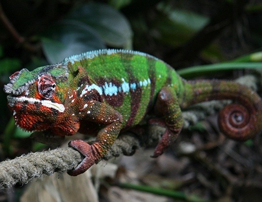 PANTHER CHAMELEON LIFE EXPECTANCY