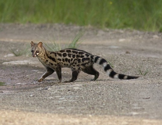 genet wild cat