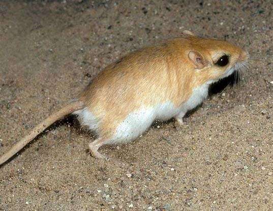 ESPERANZA DE VIDA DE LOS LESSER EGYPTIAN GERBIL