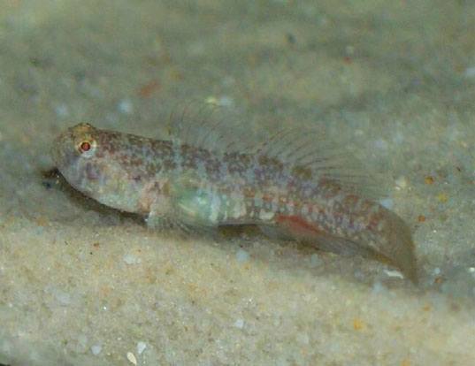 ARROW GOBY LIFE EXPECTANCY