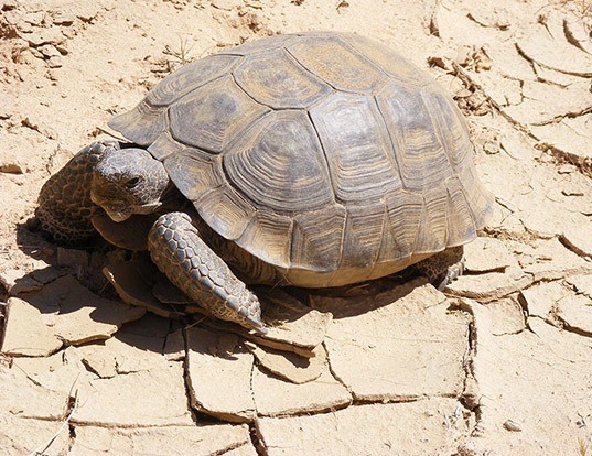 NARROW-BRIDGED MUSK TURTLE LIFE EXPECTANCY