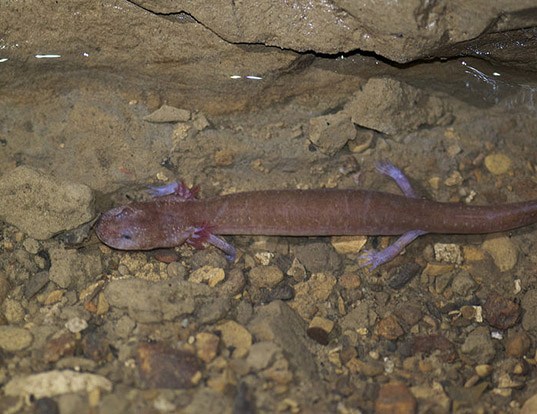 TENNESSEE CAVE SALAMANDER LIFE EXPECTANCY