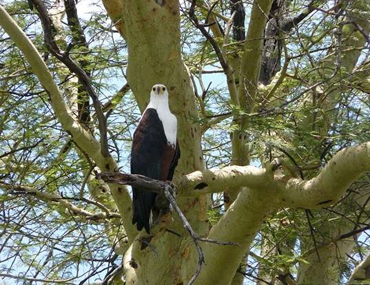 BALD EAGLE LIFE EXPECTANCY