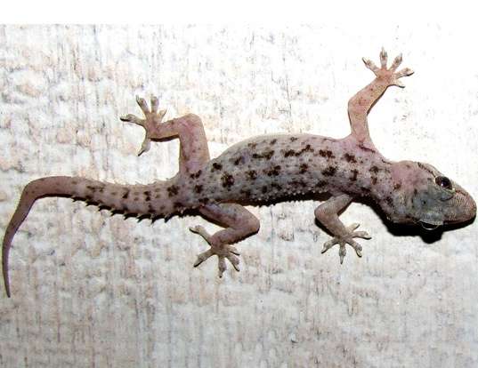 MADAGASCAR GECKOID LIZARD LIFE EXPECTANCY