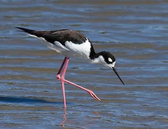 BLACK-NECKED (HAWAIIAN) STILT LIFE EXPECTANCY