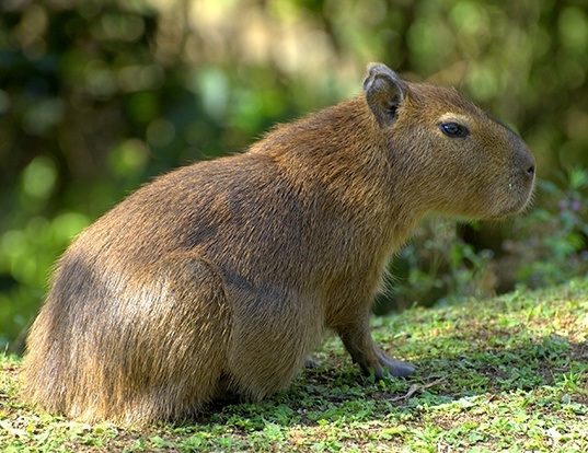 CAPYBARA LIFE EXPECTANCY