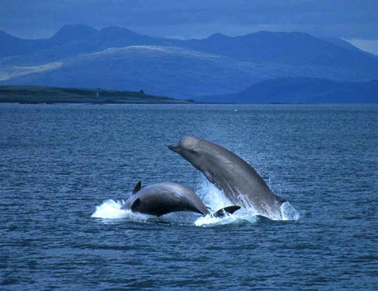 NORTHERN ATLANTIC BOTTLENOSE WHALE LIFE EXPECTANCY