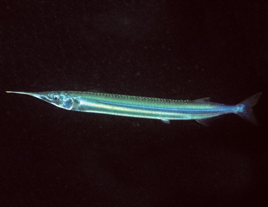 DUSKY GARFISH LIFE EXPECTANCY