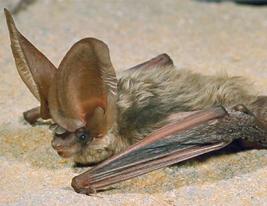 WHITE-LINED BROAD-NOSED BAT LIFE EXPECTANCY