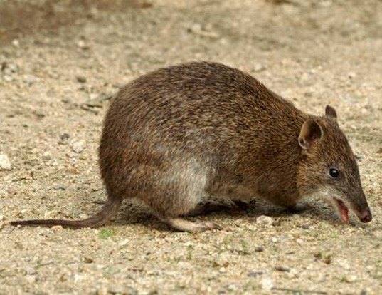 Western Barred Bandicoot Life Expectancy