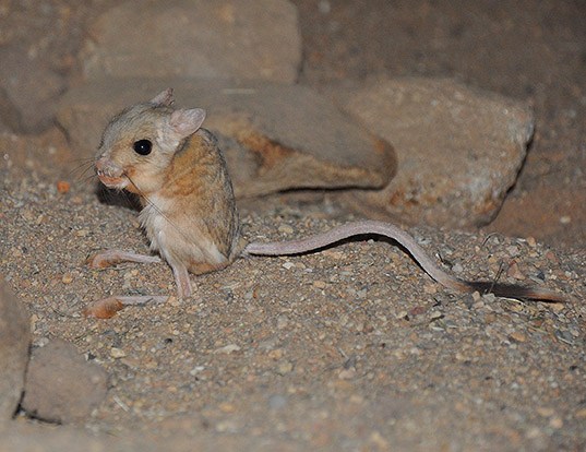 EUPHRATES JERBOA LIFE EXPECTANCY