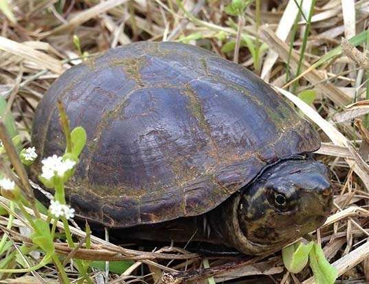 YELLOW POND TURTLE LIFE EXPECTANCY