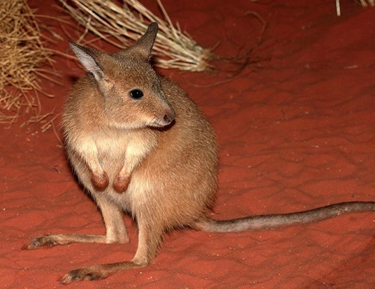 RUFOUS HARE-WALLABY LIFE EXPECTANCY