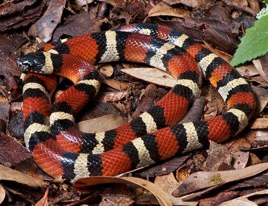 Milk Snake Animal Facts Lampropeltis Triangulum A-Z Animals, 44% OFF