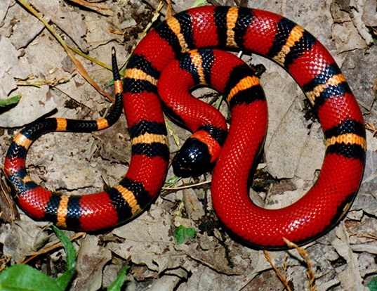 SAN BERNADINO MOUNTAIN KINGSNAKE LIFE EXPECTANCY