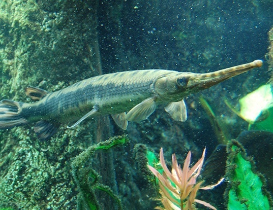 LONGNOSE GAR LIFE EXPECTANCY