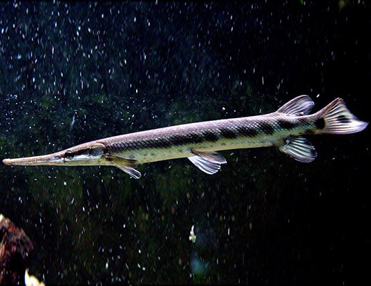 ALLIGATOR GAR LIFE EXPECTANCY