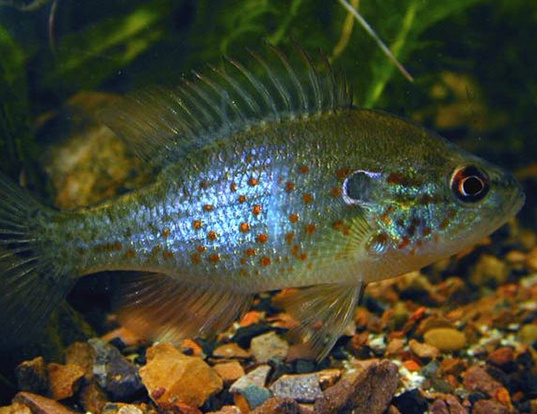 Orangespotted Sunfish Life Expectancy