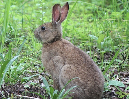 EASTERN COTTONTAIL LIFE EXPECTANCY