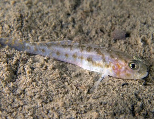 ARROW GOBY LIFE EXPECTANCY