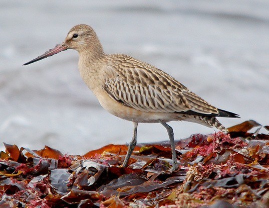 BAR-TAILED GODWIT LIFE EXPECTANCY