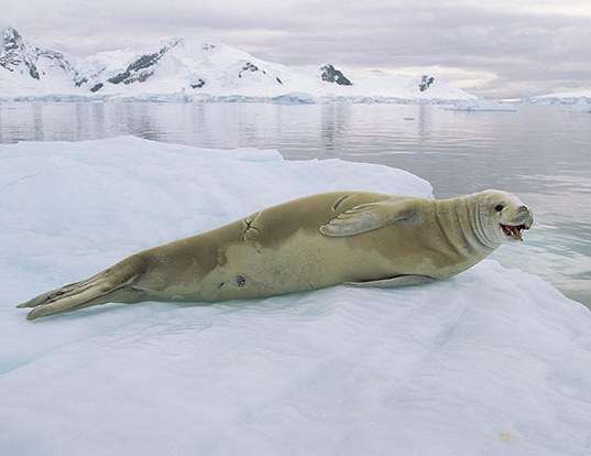 CRABEATER SEAL LIFE EXPECTANCY