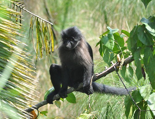 ESPERANZA DE VIDA DE LOS GRAY-CHEEKED MANGABEY