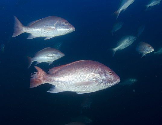 northern red snapper