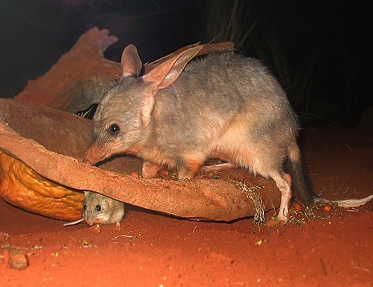 Western Barred Bandicoot Life Expectancy