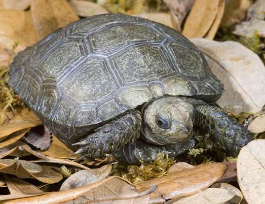 SNAPPING TURTLE LIFE EXPECTANCY