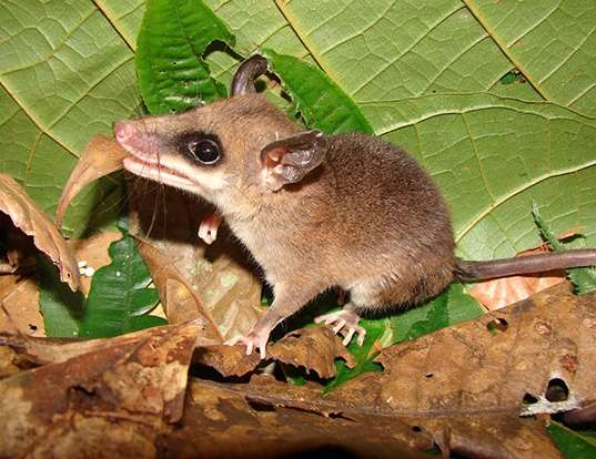 WATER OPOSSUM LIFE EXPECTANCY