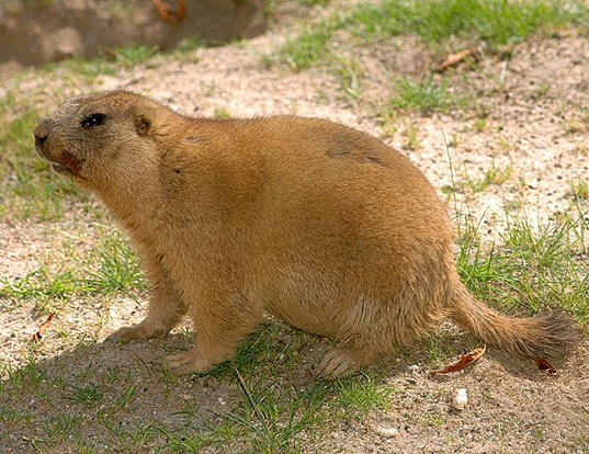 BOBAK MARMOT LIFE EXPECTANCY