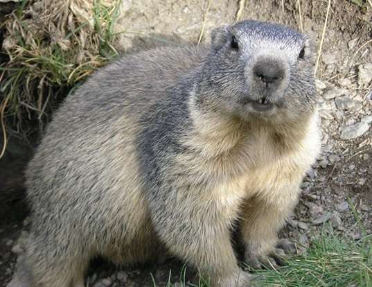 ALPINE MARMOT LIFE EXPECTANCY