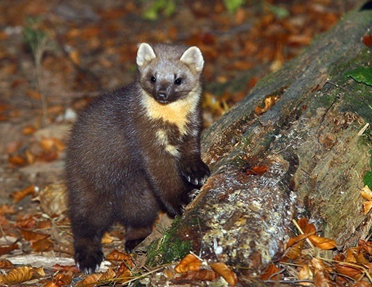 EUROPEAN PINE MARTEN LIFE EXPECTANCY