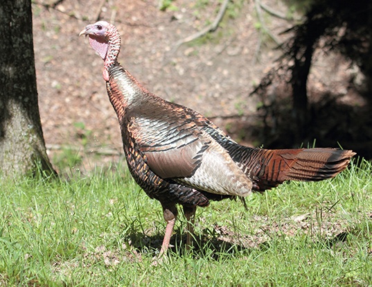 WILD TURKEY LIFE EXPECTANCY