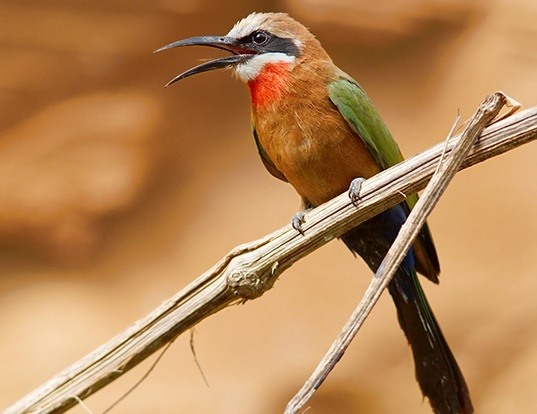 White Fronted Bee Eater Life Expectancy