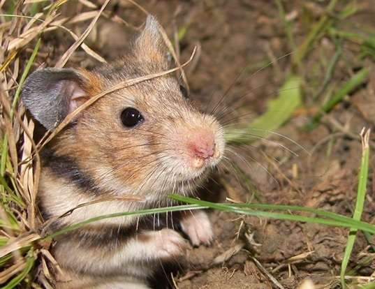 DESERT HAMSTER LIFE EXPECTANCY