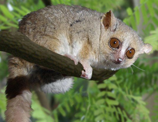 Gray Mouse Lemur Life Expectancy