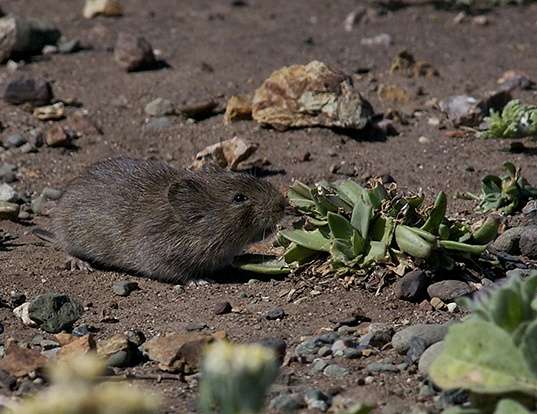 AMARGOSA VOLE LIFE EXPECTANCY