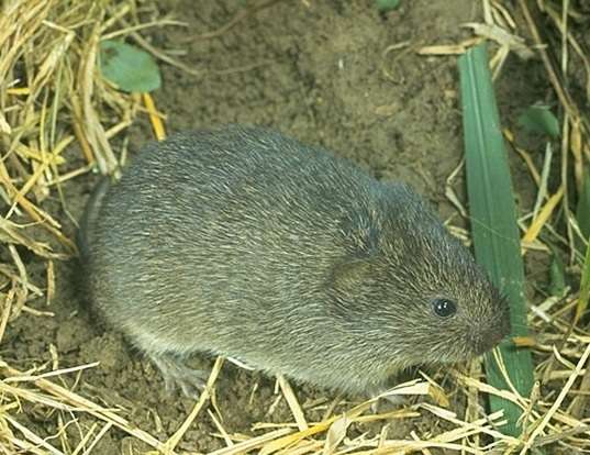 ESPERANZA DE VIDA DE LOS PRAIRIE VOLE