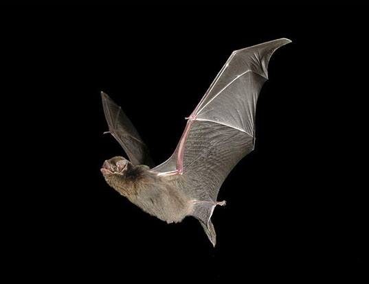 HAWAIIAN HOARY BAT LIFE EXPECTANCY