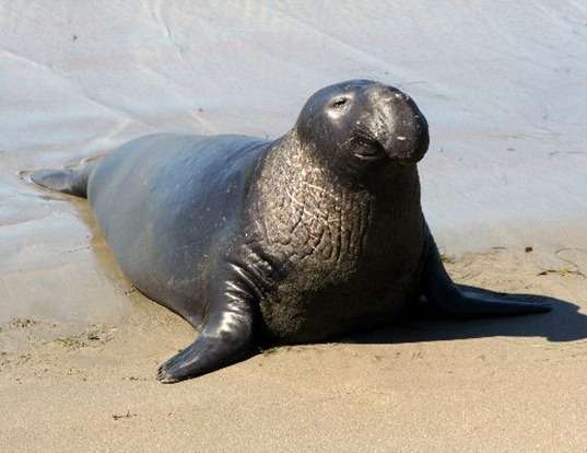 RIBBON SEAL LIFE EXPECTANCY