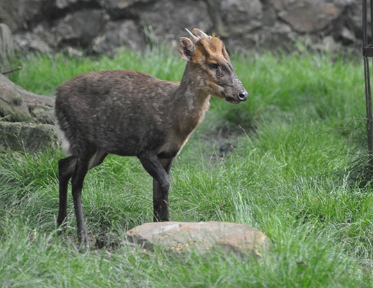 GONGSHAN MUNTJAC LIFE EXPECTANCY