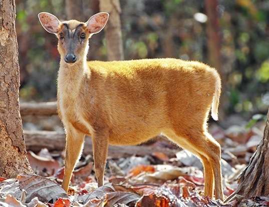 SOUTHERN RED MUNTJAC LIFE EXPECTANCY