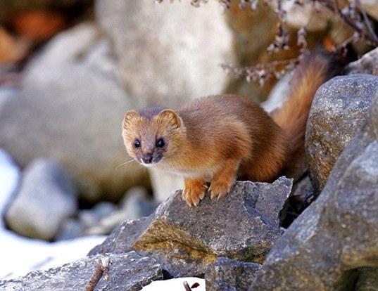 SIBERIAN WEASEL LIFE EXPECTANCY