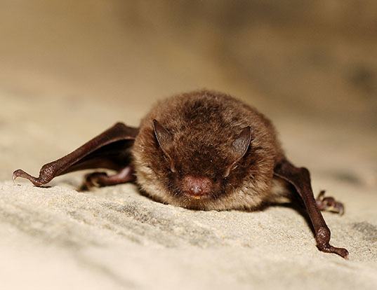 HAMMER-HEADED FRUIT BAT LIFE EXPECTANCY