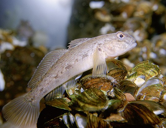 ESPERANZA DE VIDA DE LOS CRYSTAL GOBY