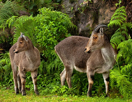 NILGIRI TAHR LIFE EXPECTANCY