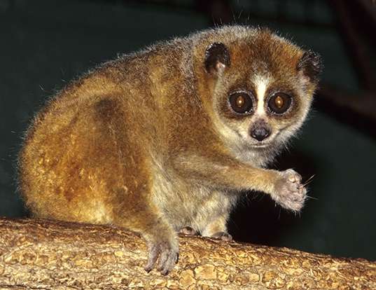 PYGMY SLOW LORIS LIFE EXPECTANCY